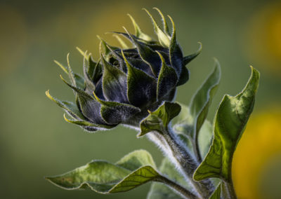 Couleur verte