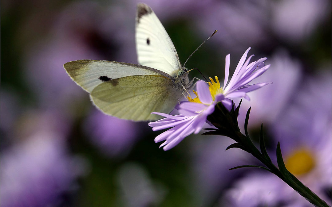 Dans votre jardin