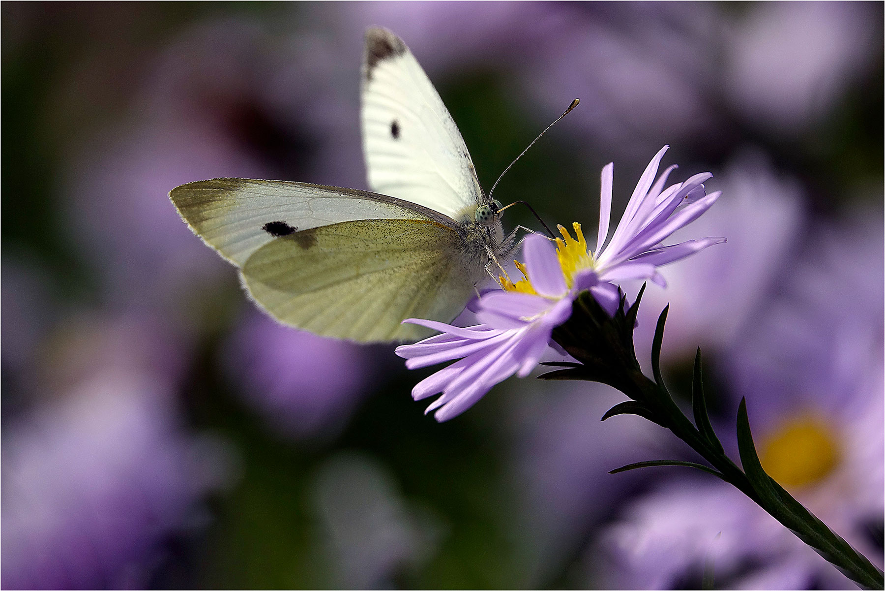 Dans votre jardin. Butterfly par Jean-Pierre